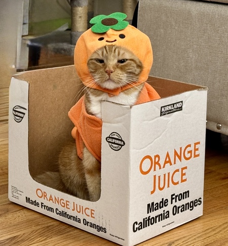 Entry image for Orange you glad you voted for Apricot?. Clicking this image will show a larger photo