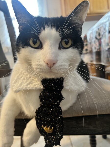 Entry image for Meowager Oreo . Clicking this image will show a larger photo