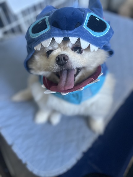 Entry image for Experiment 626. Clicking this image will show a larger photo