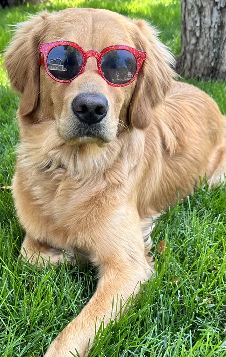 Entry image for Auggie Doggy. Clicking this image will show a larger photo