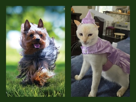 Entry image for Sir Trevor running to rescue fair Princess Ophelia from scleroderma! . Clicking this image will show a larger photo