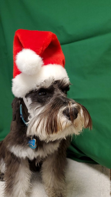 Entry image for Schnauzer Helper. Clicking this image will show a larger photo
