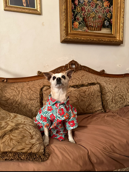 Entry image for Simba’s Hawaiian Friday Vibe. Clicking this image will show a larger photo