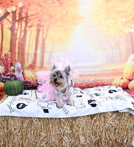 Entry image for Princess Bella Glinda . Clicking this image will show a larger photo