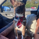 Entry image for Indiana Bones (Preston) 