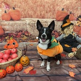 Entry image for Barkley (formerly Cher)