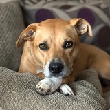 Entry image for Phoebe