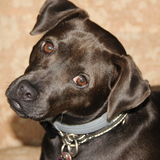 Entry image for Lily ( formerly Lilac)