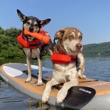 Entry image for Toby and Geordie