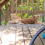 Entry image for Bob and Princess