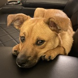 Entry image for Trixie