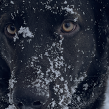 Entry image for Malone