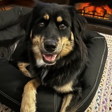 Entry image for Paisley 