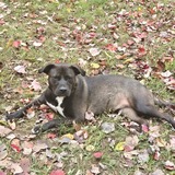 Entry image for Laurel