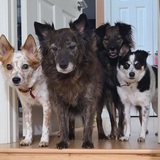Entry image for Nitro, Lola, BenEE, Chase