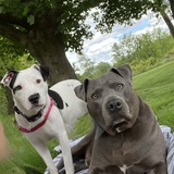 Entry image for Sturgill and Dolly