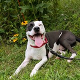 Entry image for Arlo