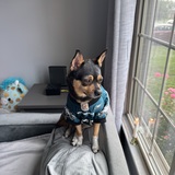 Entry image for COCO