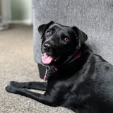 Entry image for Pippi