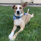 Entry image for Jax Root