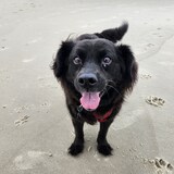 Entry image for Phoenix