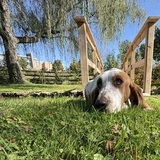 Entry image for Hank (formerly Copper)