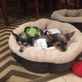 Entry image for Ruby and Sammy