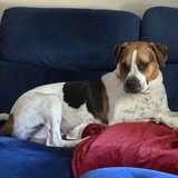 Entry image for Chief