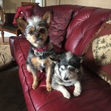 Entry image for Sammy and Ruby