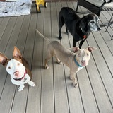 Entry image for Cruise