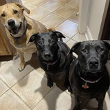 Entry image for Kory, Kimi, Kona