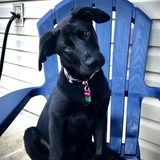 Entry image for Millie