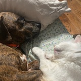 Entry image for Ranger