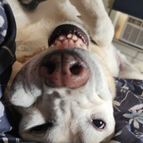 Entry image for Ogden