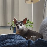 Entry image for Gavi Rose