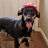 Entry image for Sansa