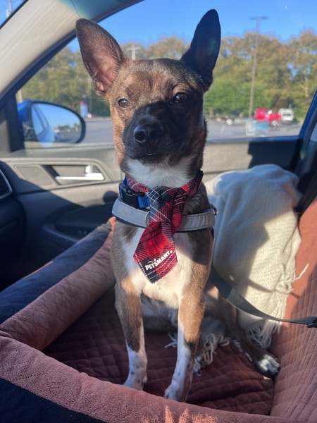 Entry image for Indiana Bones (Preston) . Clicking this image will show a larger photo