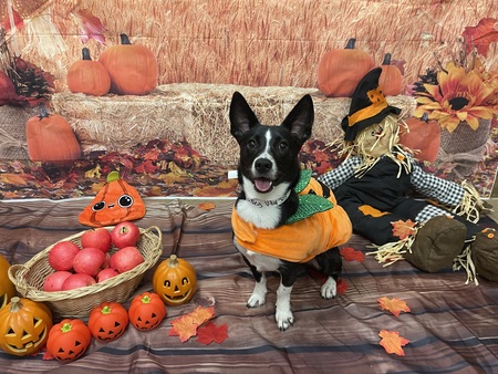 Entry image for Barkley (formerly Cher). Clicking this image will show a larger photo