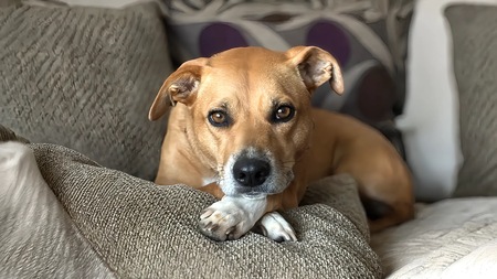 Entry image for Phoebe. Clicking this image will show a larger photo