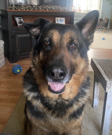 Entry image for Bentlee. Clicking this image will show a larger photo