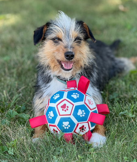 Entry image for Ringo (formally Dillon) . Clicking this image will show a larger photo