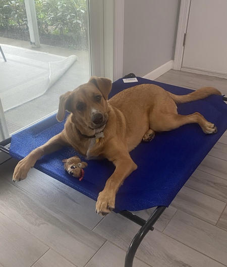 Entry image for Murphy. Clicking this image will show a larger photo