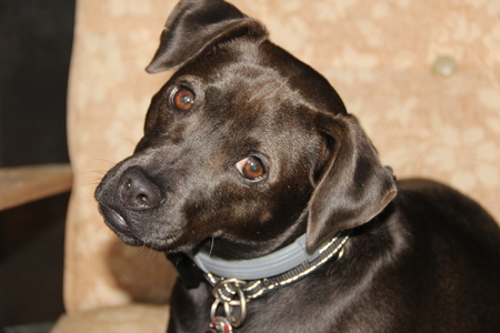 Entry image for Lily ( formerly Lilac). Clicking this image will show a larger photo