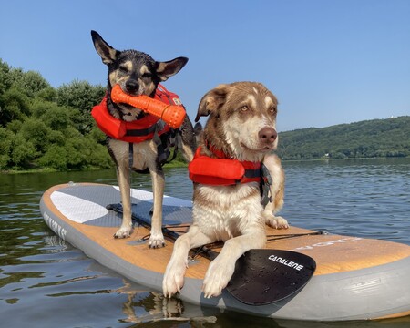 Entry image for Toby and Geordie. Clicking this image will show a larger photo