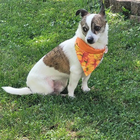 Entry image for Charlie. Clicking this image will show a larger photo