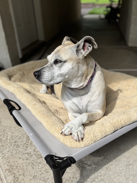 Entry image for Ember. Clicking this image will show a larger photo