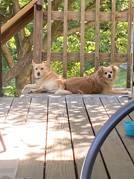 Entry image for Bob and Princess. Clicking this image will show a larger photo