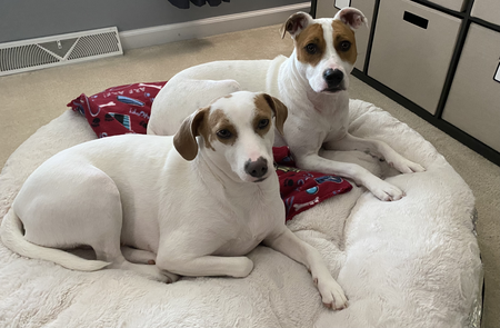 Entry image for Polly & Lucy. Clicking this image will show a larger photo