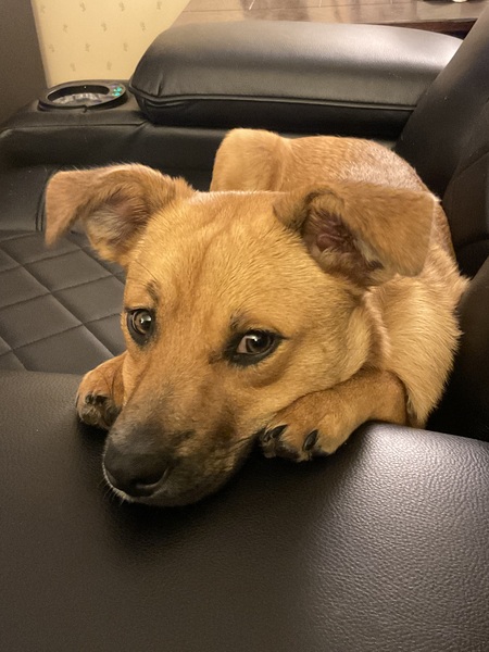 Entry image for Trixie. Clicking this image will show a larger photo