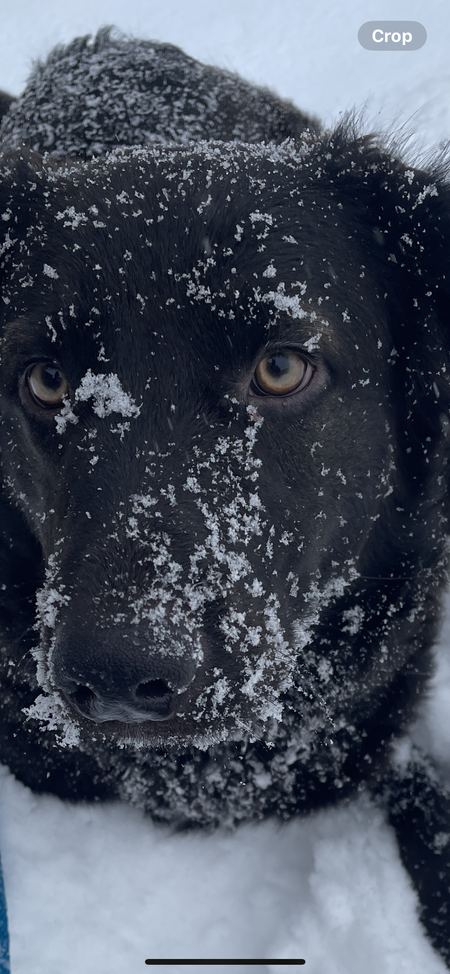 Entry image for Malone. Clicking this image will show a larger photo